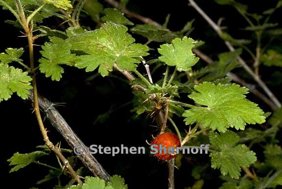 ribes montigenum 8 graphic